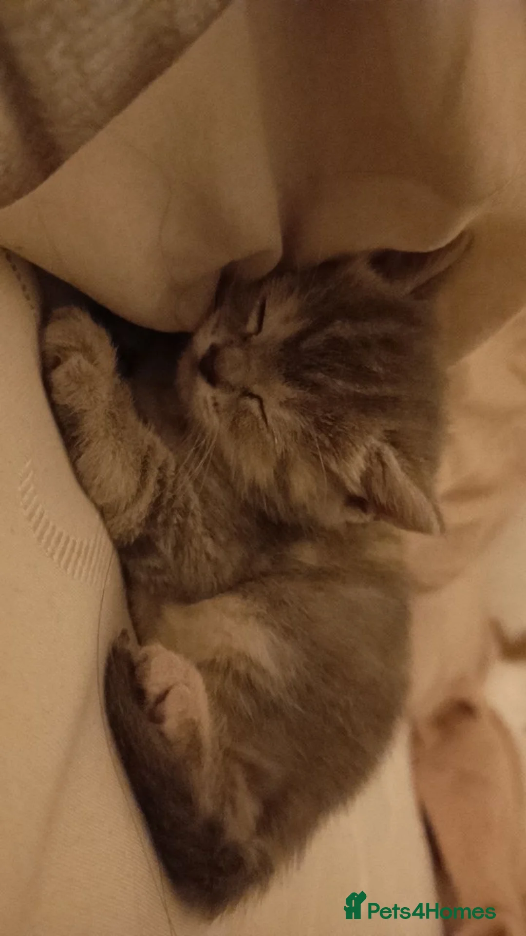 British Shorthair cats for sale: British shorthair kittens for sale - Advert 2