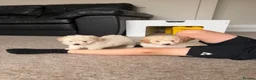 Poochon dogs for sale: Outstanding F1 health tested puppies - Advert 7