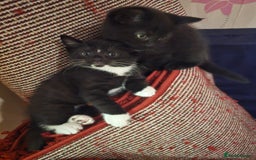 Mixed Breed cats for sale: 5 BEAUTIFUL KITTENS LOOKING NEW HOME  - Image 21