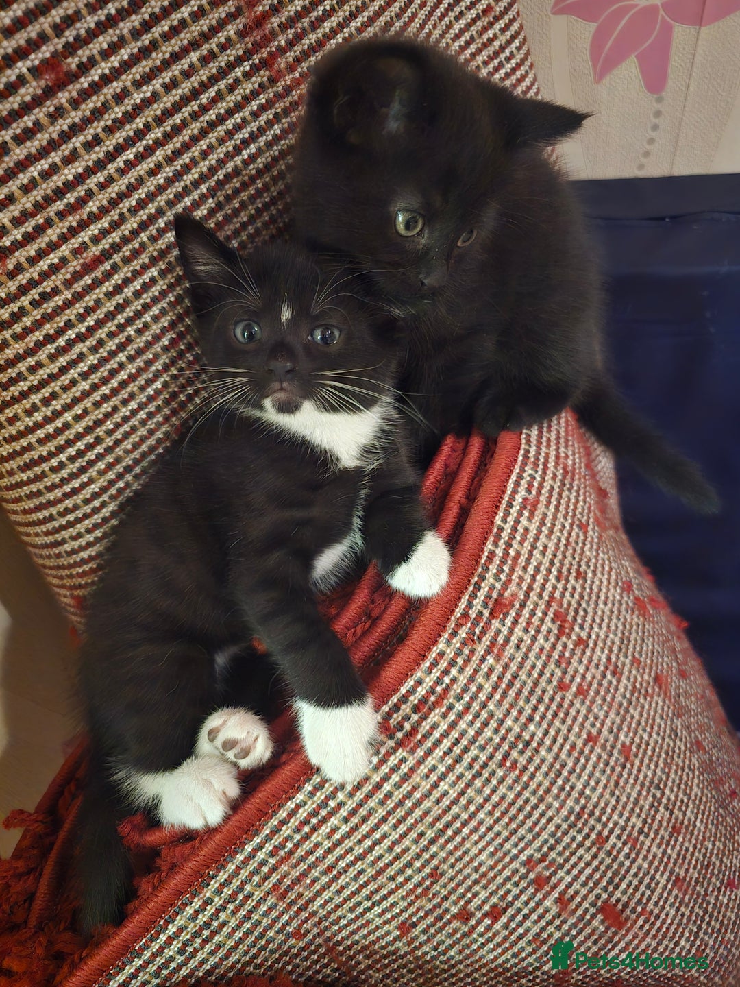 Mixed Breed cats for sale: 5 BEAUTIFUL KITTENS LOOKING NEW HOME  - Image 21