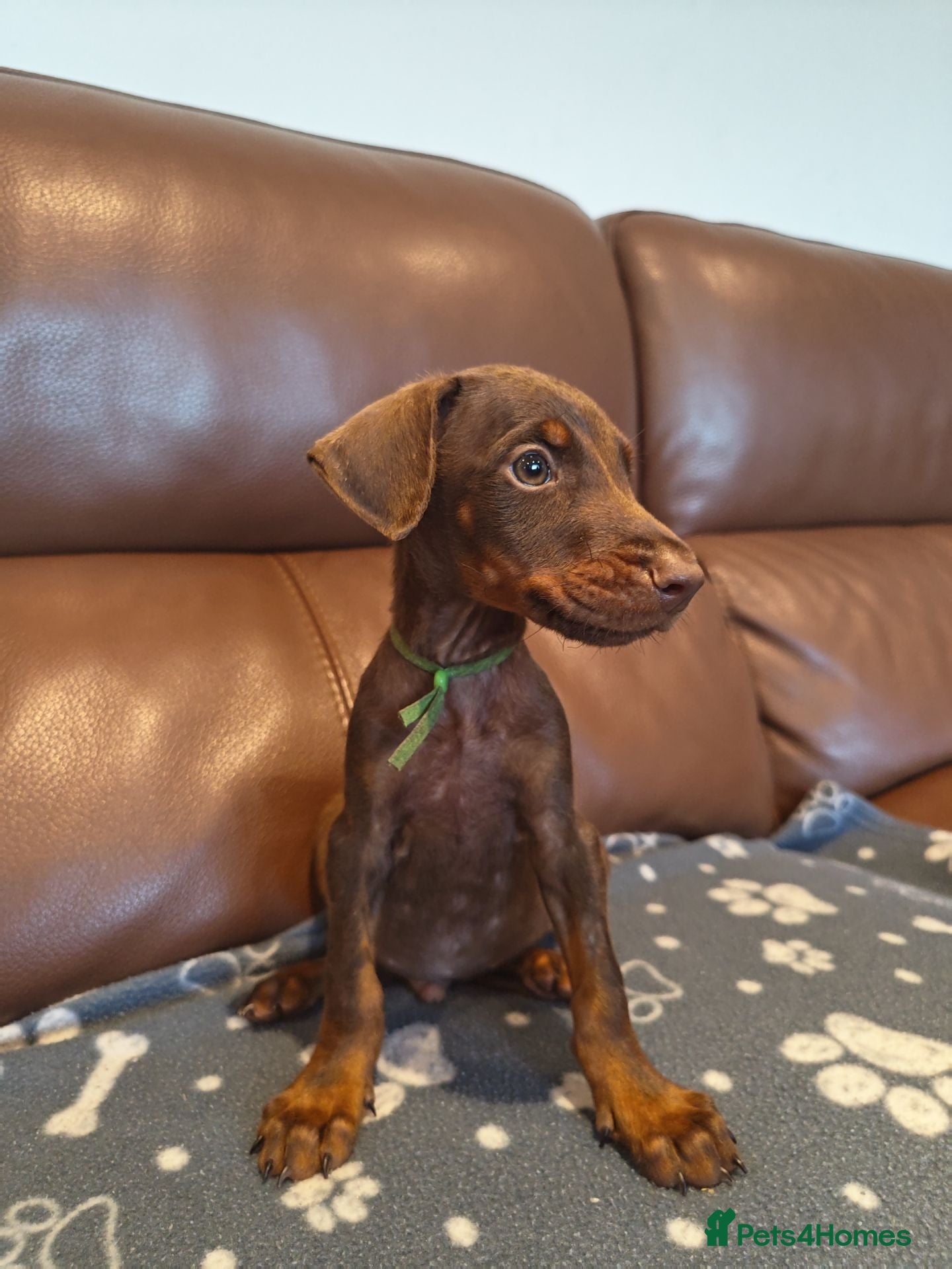 Dobermann dogs Beautiful family dobermans * 2 boys left * - Advert 7