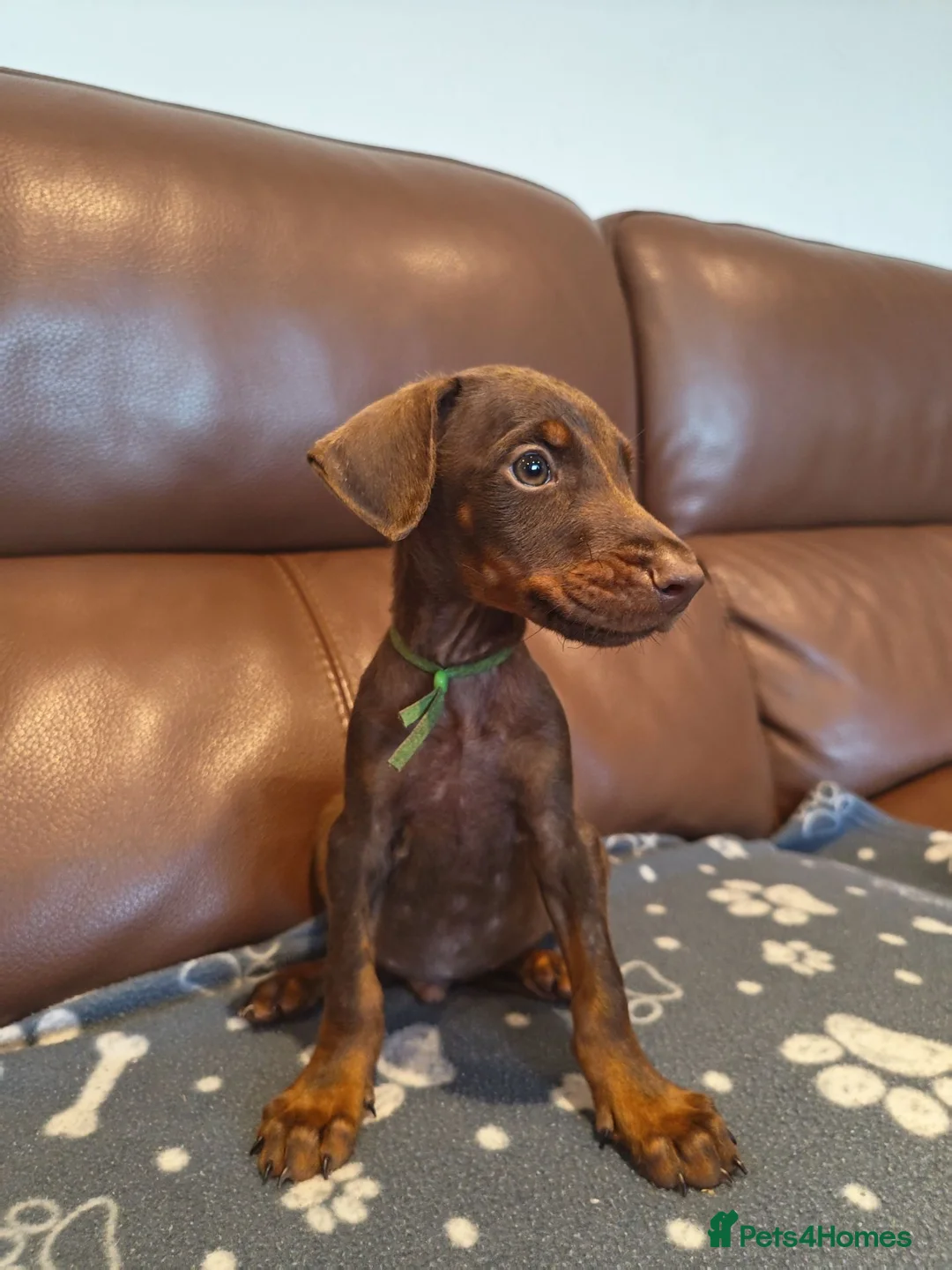 Dobermann dogs for sale: Beautiful family dobermans * 2 boys left * - Advert 1