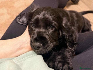 Cocker Spaniel dogs Cocker spaniel kc - Advert 8