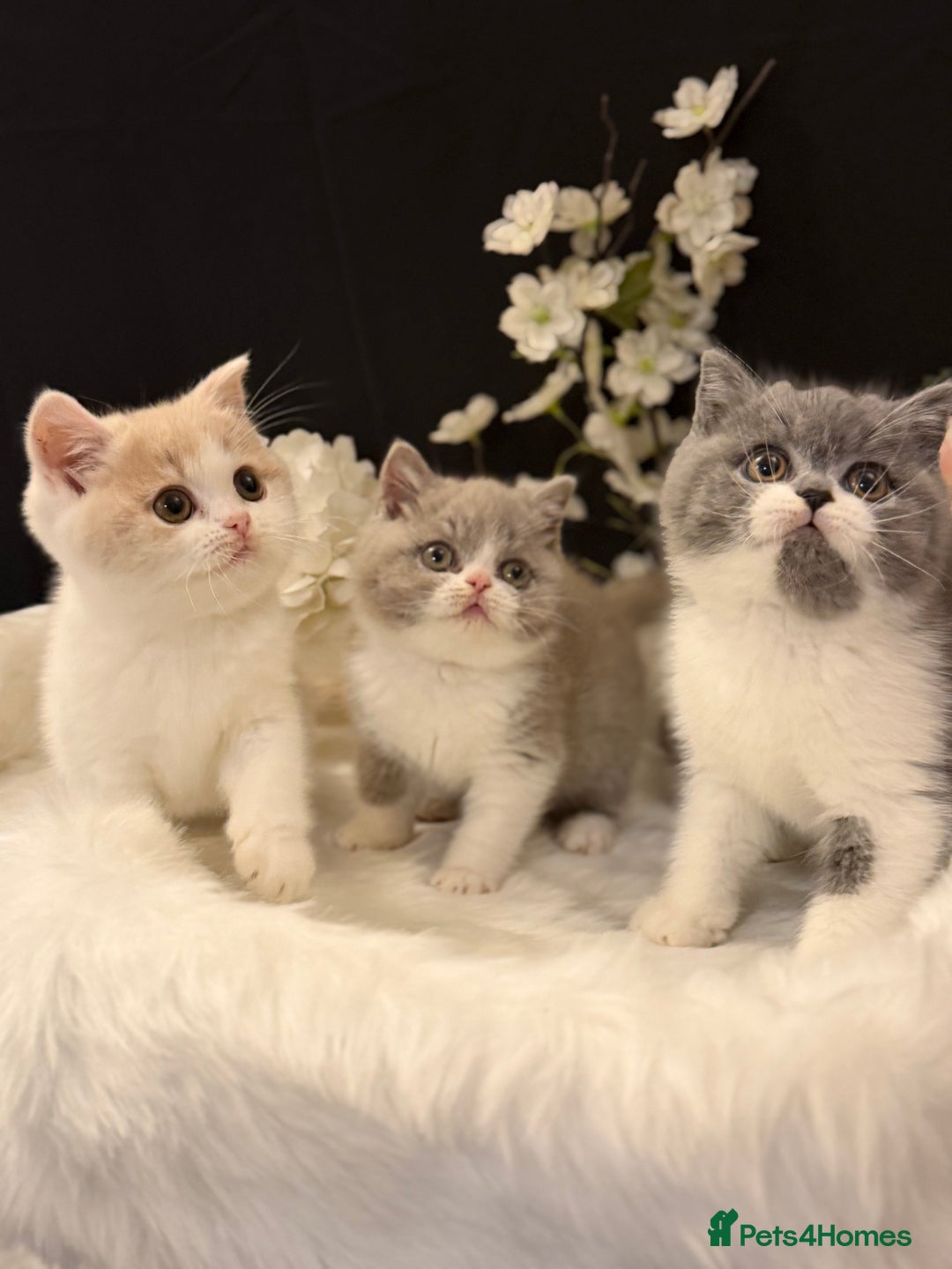 British Shorthair cats for sale: Full Pedigree Registered BSH  - Advert 3