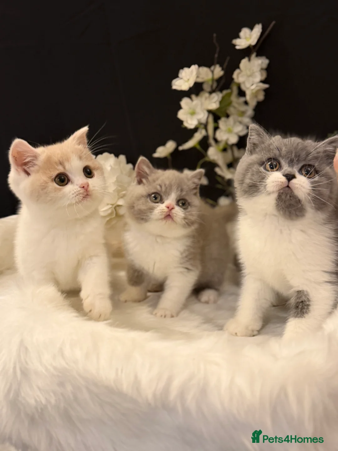 British Shorthair cats for sale: Full Pedigree Registered BSH  - Advert 9