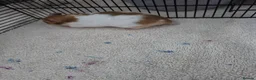Hamster rodents for sale: Hamster  in Rotherham - Advert 4