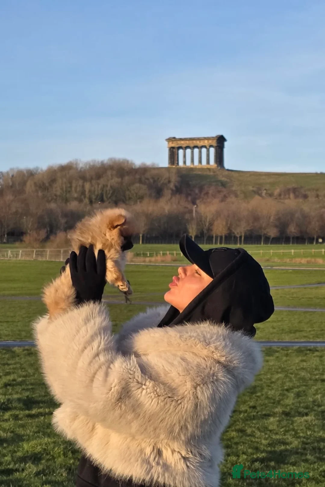 Pomeranian dogs for sale: Pomeranian puppies for sale - Advert 4