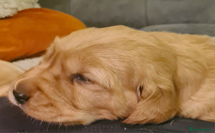 Golden Retriever dogs Beautiful Chunky Golden Retriever Pups - Advert 3