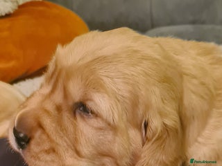 Golden Retriever dogs Beautiful Chunky Golden Retriever Pups - Advert 3