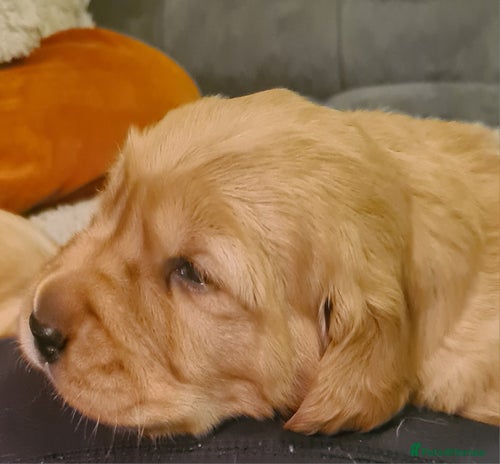 Golden Retriever dogs Beautiful Chunky Golden Retriever Pups - Advert 3