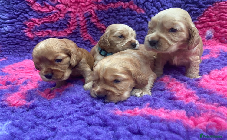 Cocker Spaniel dogs - Advert 11
