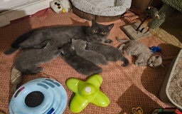 British Shorthair cats for sale: Pure british  shorthair  kittens  - Image 28