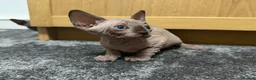 Sphynx cats for sale: Sphynx kitten Tica acctive - Advert 5