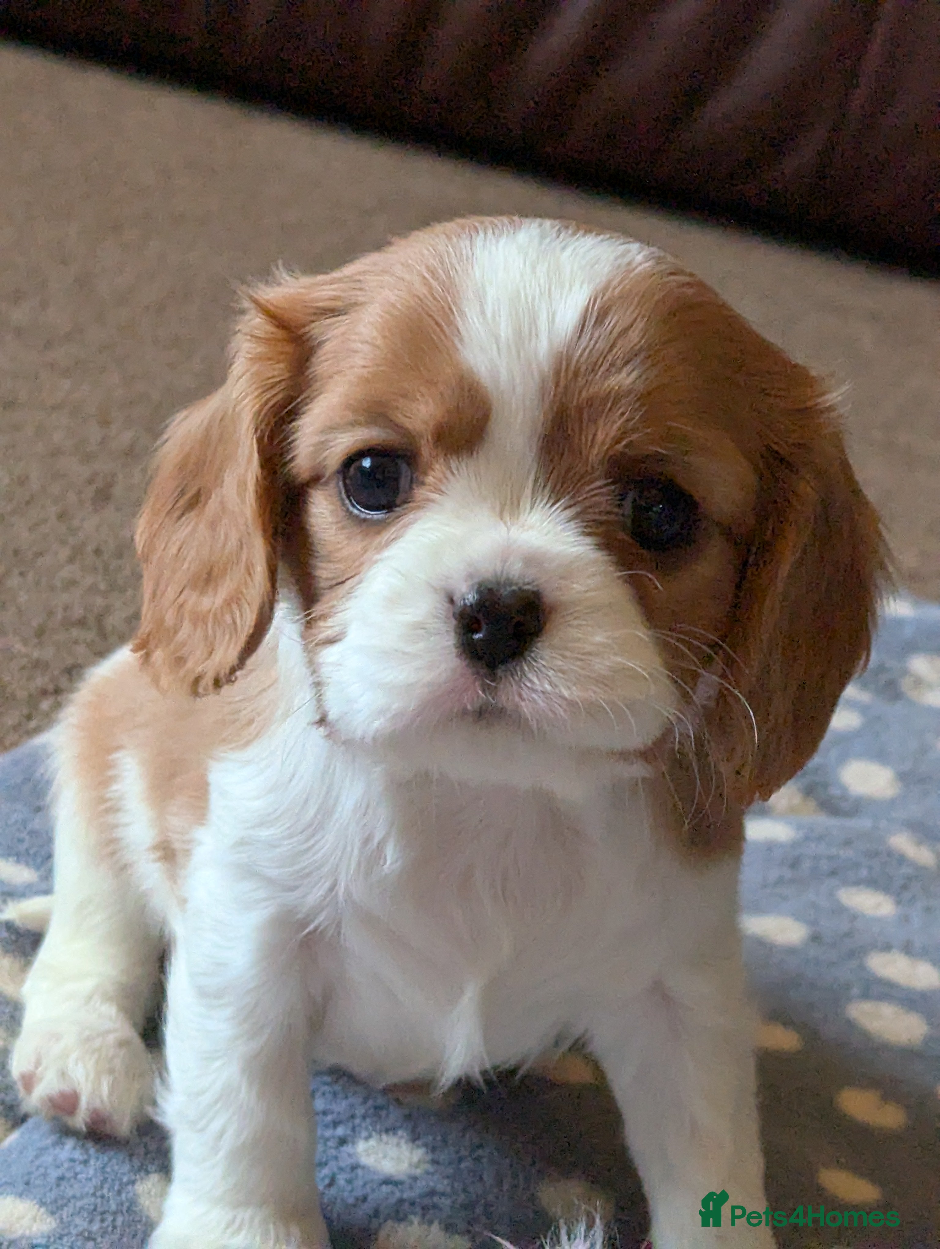 Cavalier King Charles Spaniel dogs Cavalier King Charles Spaniels KC Reg  - Advert 10