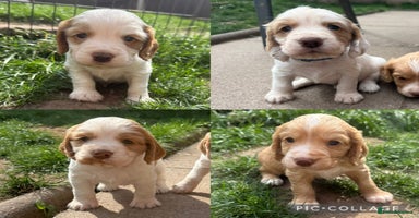 Cocker Spaniel dogs - Advert 2