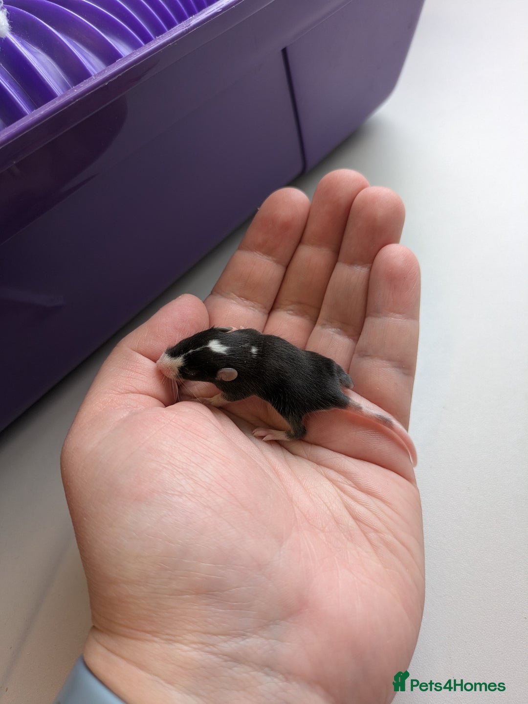 Mouse rodents for sale: Baby mice mixed  - Image 4