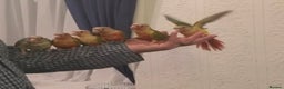 Conures birds for sale: Hand reared baby conures - Advert 5