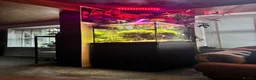 Angelfish fish for sale: Aquarium full set  - Advert 1