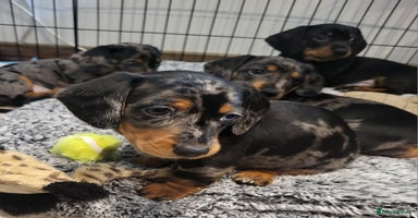 Miniature Dachshund dogs - Advert 12