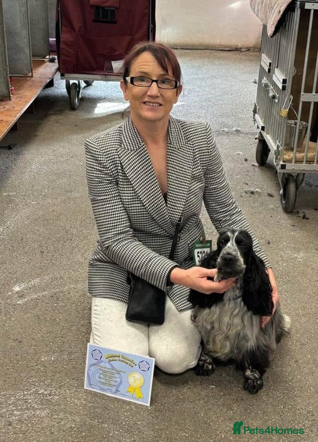 Cocker Spaniel dogs for sale: Blue Roan Show Cocker Spaniels  - Image 9