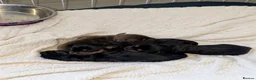 Dachshund dogs for sale: 4 stunning dachshund puppies - Advert 5