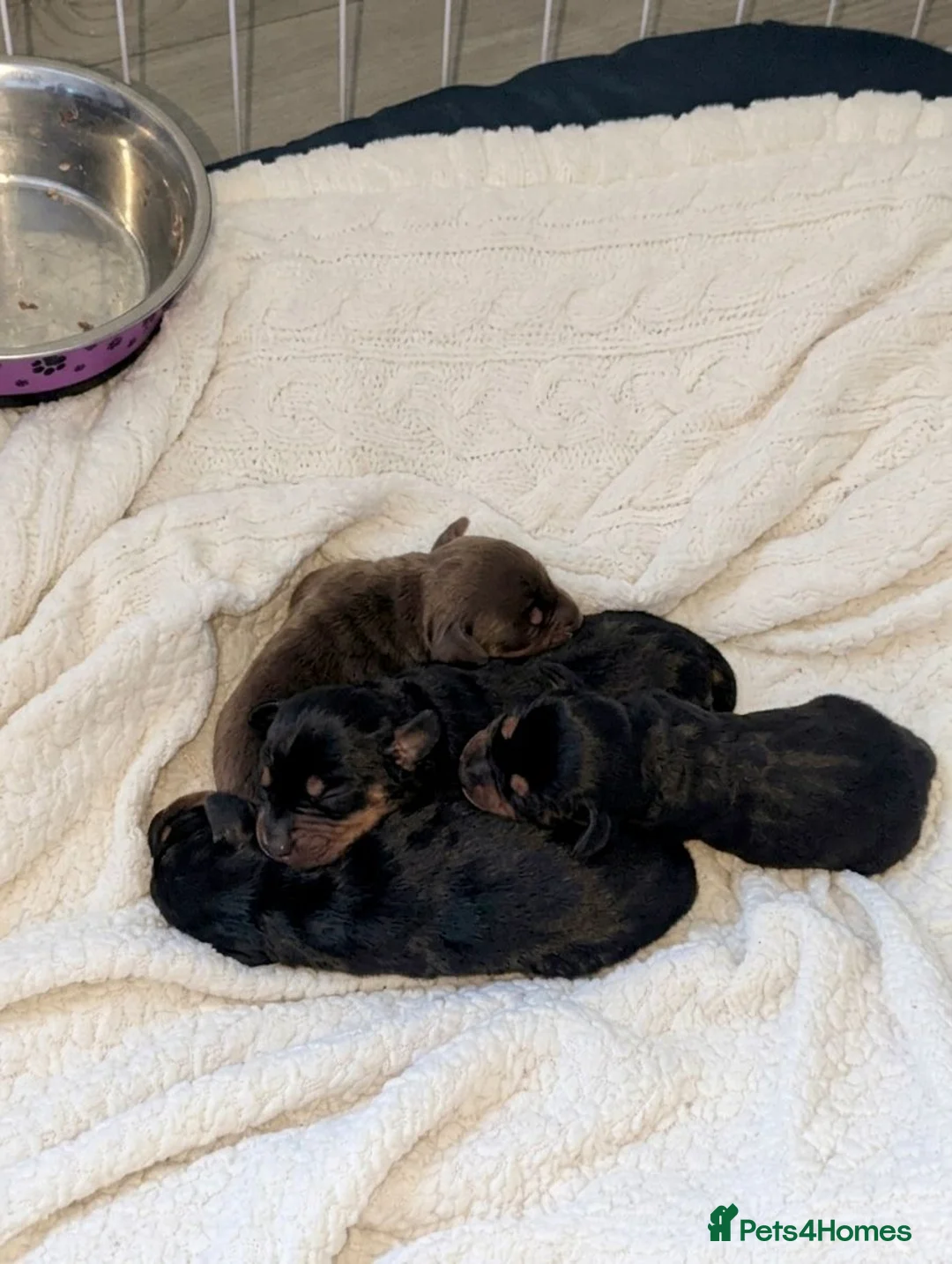 Dachshund dogs for sale: 4 stunning dachshund puppies - Advert 5