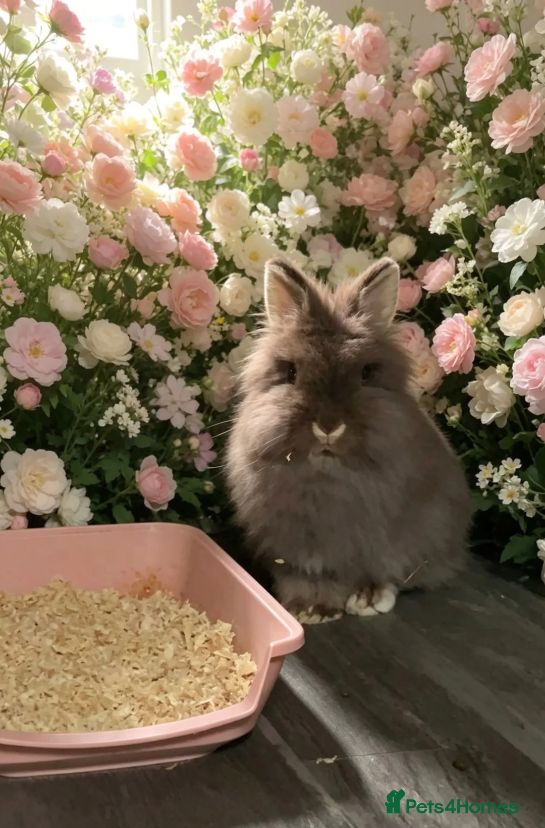 Angora rabbits for sale: English angora babies  in Stoke-on-Trent - Advert 15