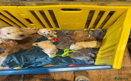 Cockapoo dogs for sale: F2b Cockapoo well handled & social  - Image 17