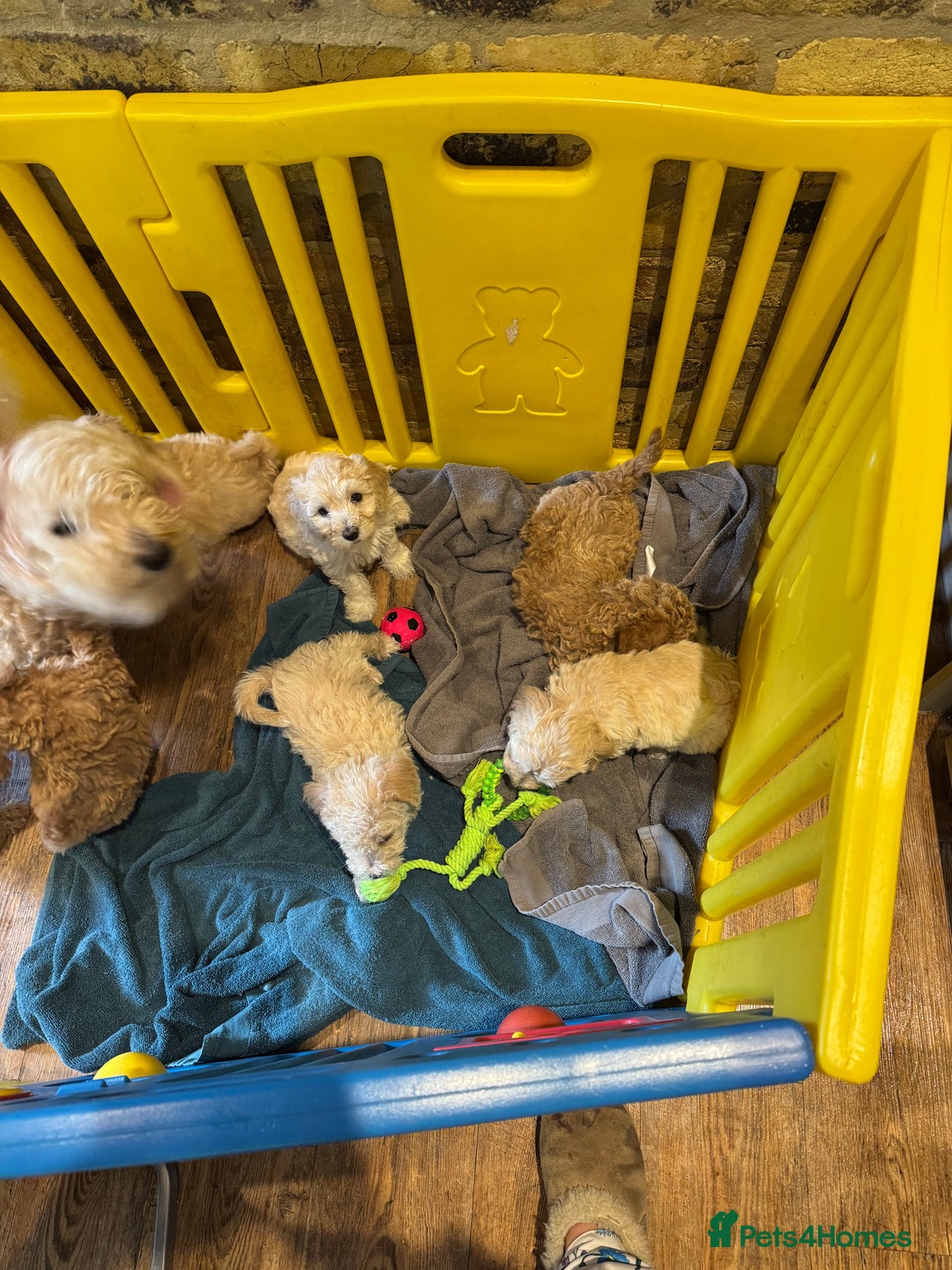 Cockapoo dogs for sale: F2b Cockapoo well handled & social  - Image 17