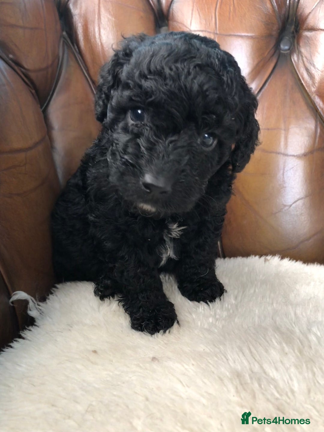 Labradoodle dogs for sale: Miniature Curly-Coated Teddybear Labradoodles  - Advert 38