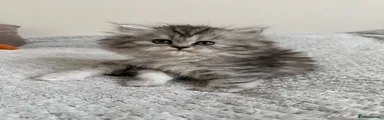 Persian Kitten 2