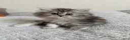 Persian cats for sale: Fluffy Persian kittens for SALE - Advert 11
