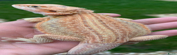 Bearded Dragon reptiles for sale: Red Monster Genetic Stripe Zero Hypo Trans License - Advert 23