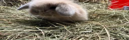 Mini Lion Lop rabbits for sale: Gorgeous Mini lion lops  - Advert 7