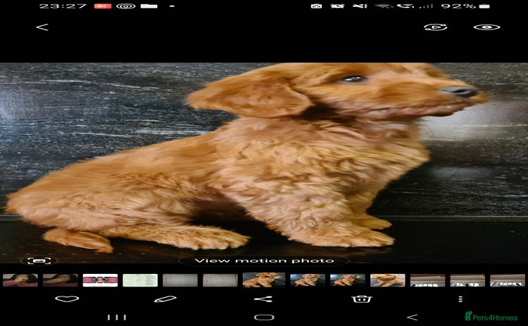 Cockapoo dogs - Advert 12