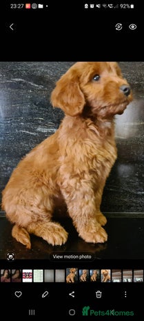 Cockapoo dogs - Advert 12