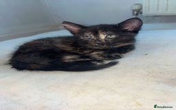 Mixed Breed cats for sale: 4 stunning kittens left  - Image 12