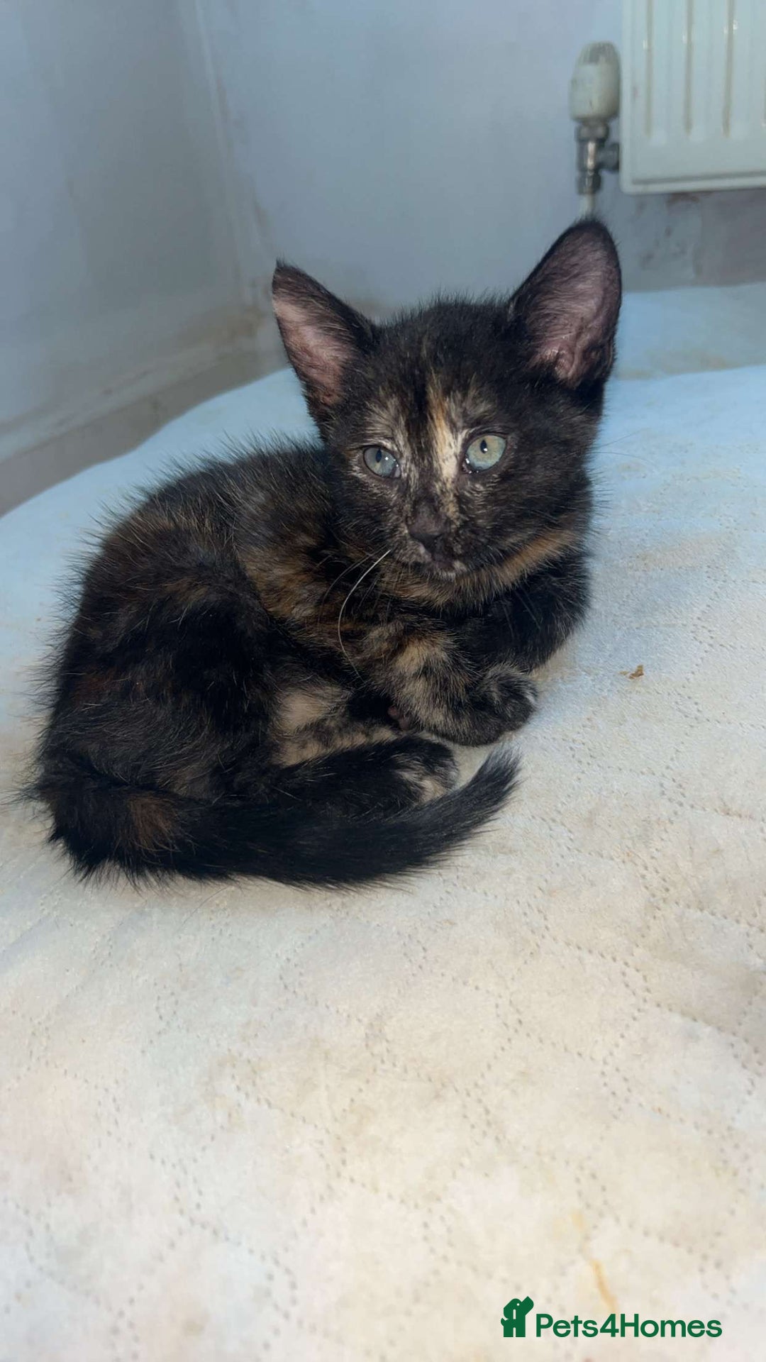 Mixed Breed cats for sale: 4 stunning kittens left  - Image 12