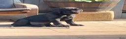 Cane Corso dogs for sale: Cane Corso puppies ready to leave now - Advert 37