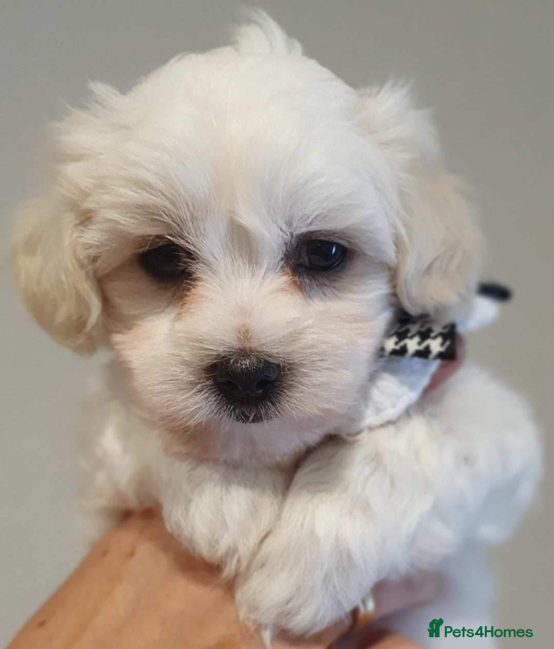 Maltese dogs for sale: Beautiful Maltese Puppies KC Registred Normal size - Image 1