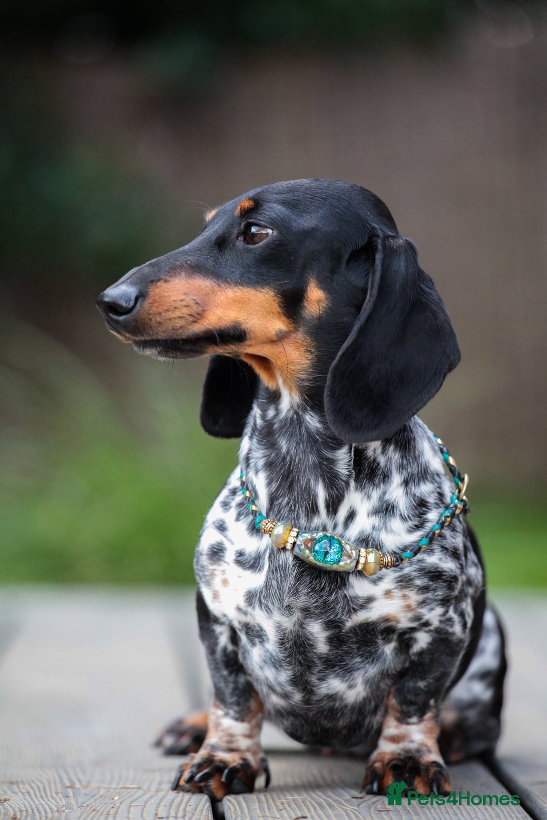 Miniature Dachshund dogs for sale: RUSSIAN PEDIGREE PIEBALD MINIATURE DACHSHUNDS - Advert 2