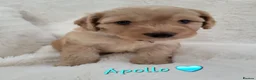 Cockapoo dogs for sale: Beautiful Home-Raised F1b toy Cockapoo Puppies  - Advert 32