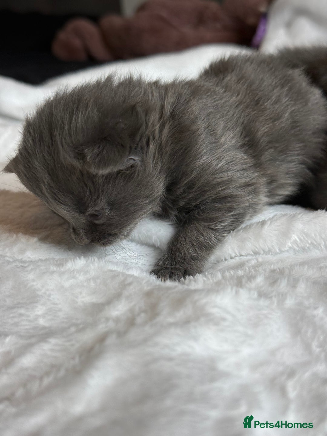 British Shorthair cats for sale: The cutest British Shorthair Grey Kittens  - Advert 23
