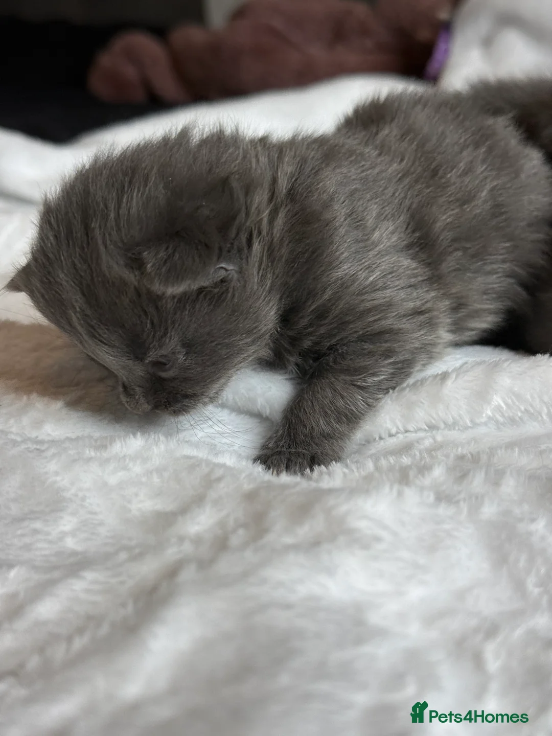 British Shorthair cats for sale: Our British Shorthair Grey Kittens  - Advert 23