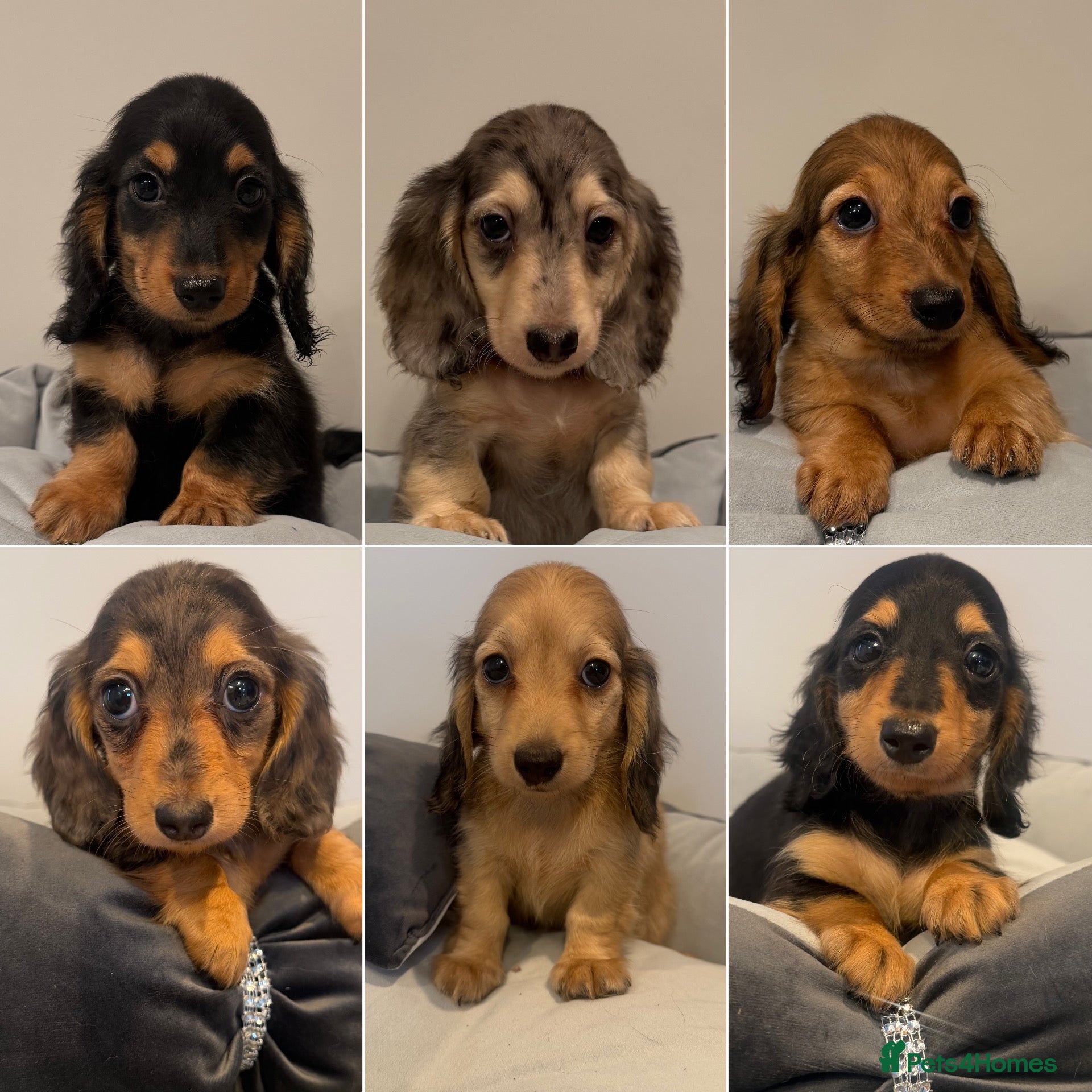 Miniature Dachshund dogs READY NOW Kc reg boys & girls - Advert 1