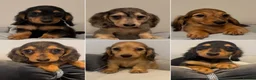 Miniature Dachshund dogs for sale: READY NOW Kc reg boys & girls - Advert 1