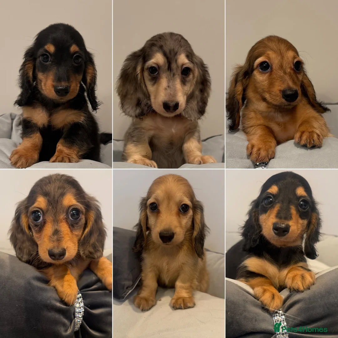 Miniature Dachshund dogs for sale: READY NOW Kc reg boys & girls - Advert 1