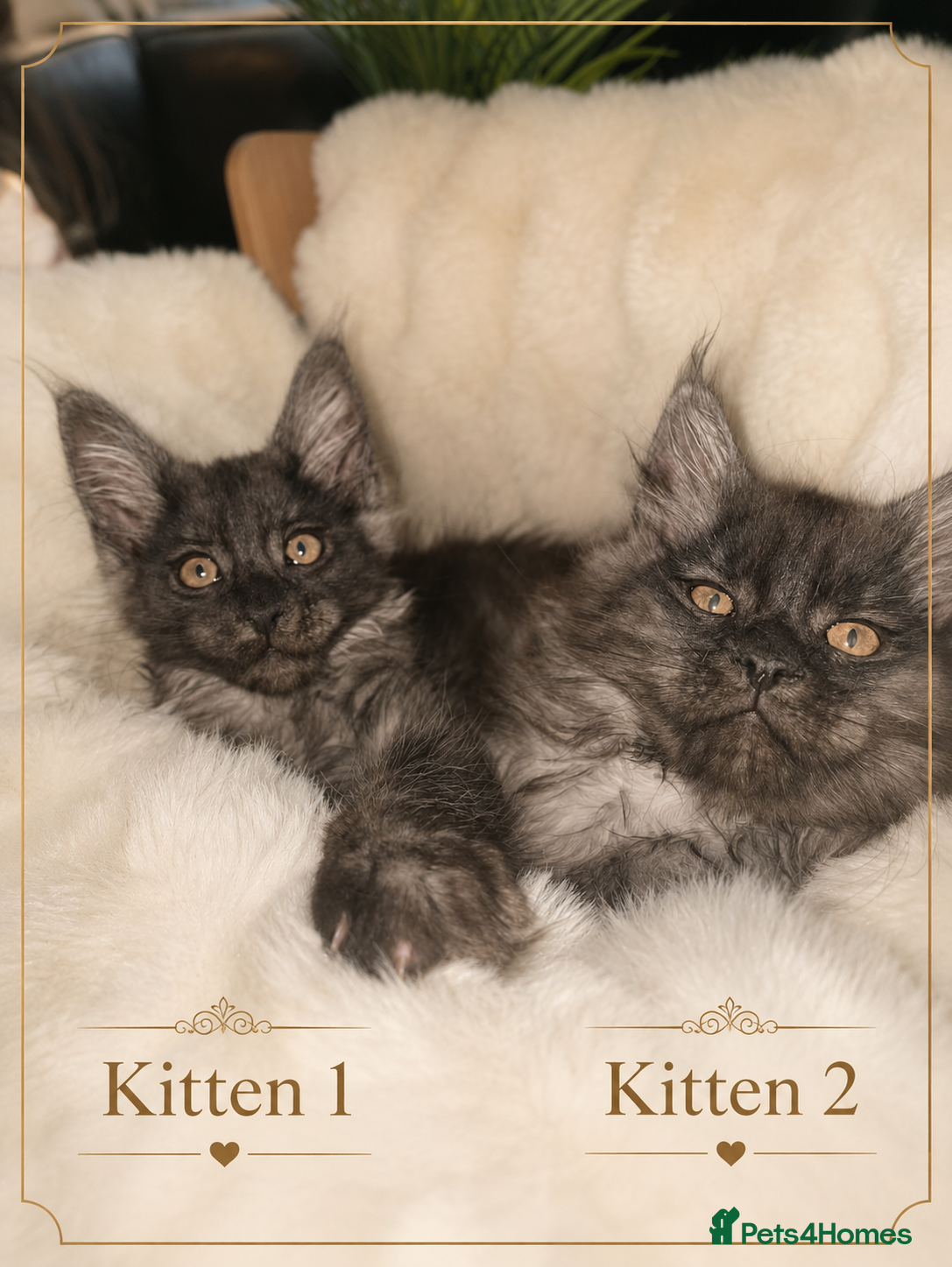 Maine Coon cats 🖤 Rare Black Smoke Pedigree Girls 🖤 Only 2 Left! - Advert 1