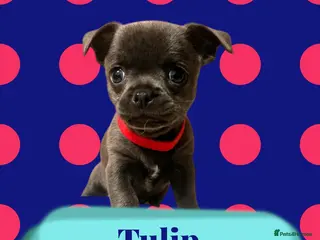 Chihuahua dogs KC Chihuahuas 💕❤️ - Advert 1