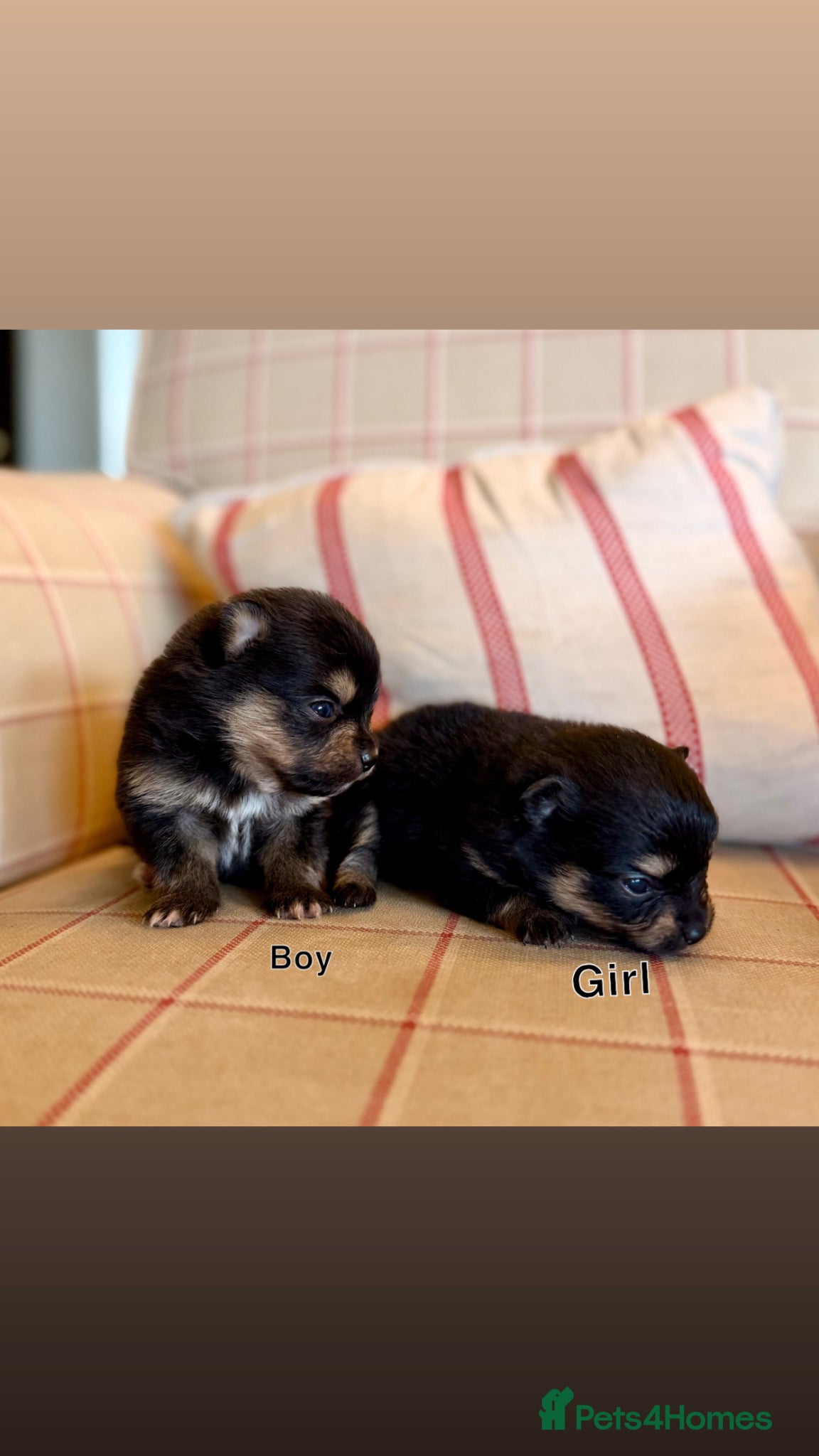 Pomeranian dogs for sale: Tiny teddy bear poms!  - Advert 7